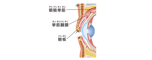 眼瞼下垂手術