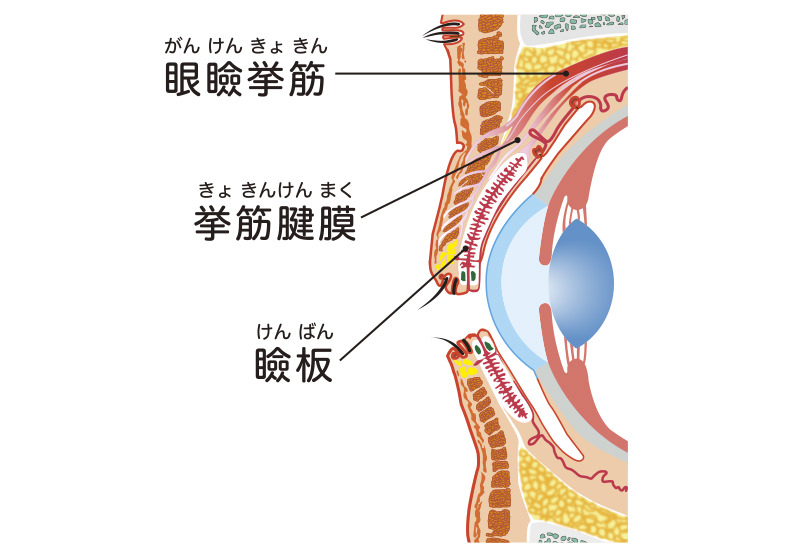 上眼瞼（うわまぶた）部分の名称
